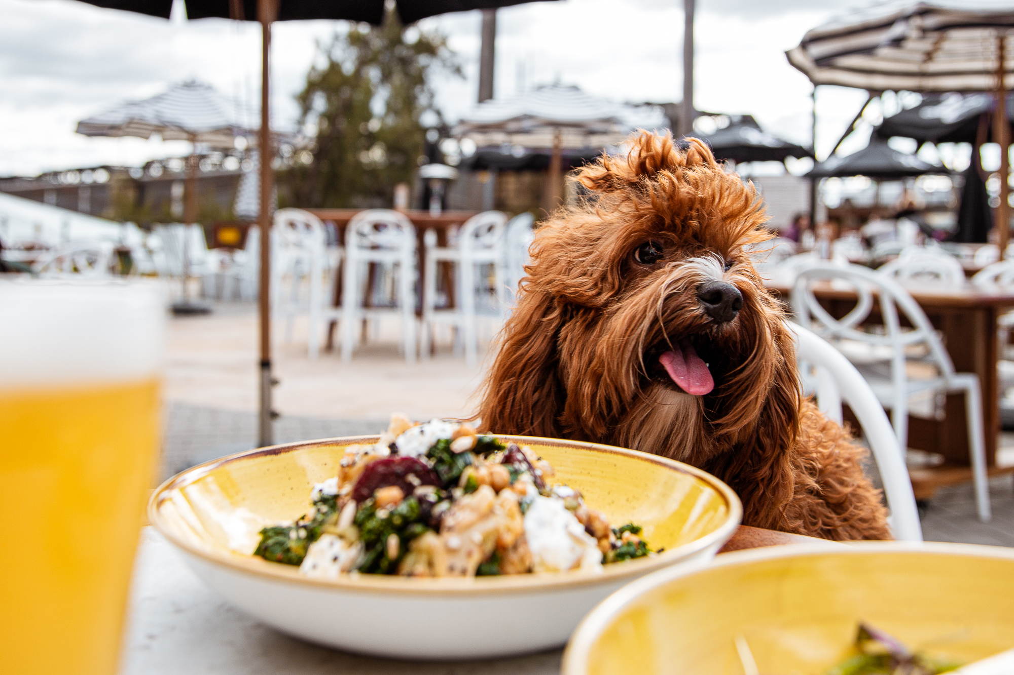 dog sitting at a table with food